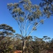 Eucalyptus georgei - Photo (c) Dean Nicolle, some rights reserved (CC BY-NC), uploaded by Dean Nicolle