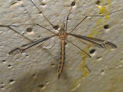 Yamatotipula