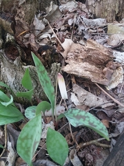 Erythronium albidum