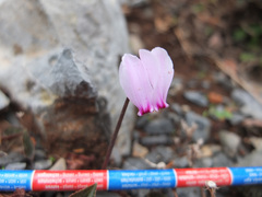 Cyclamen graecum
