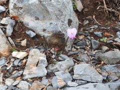 Cyclamen graecum