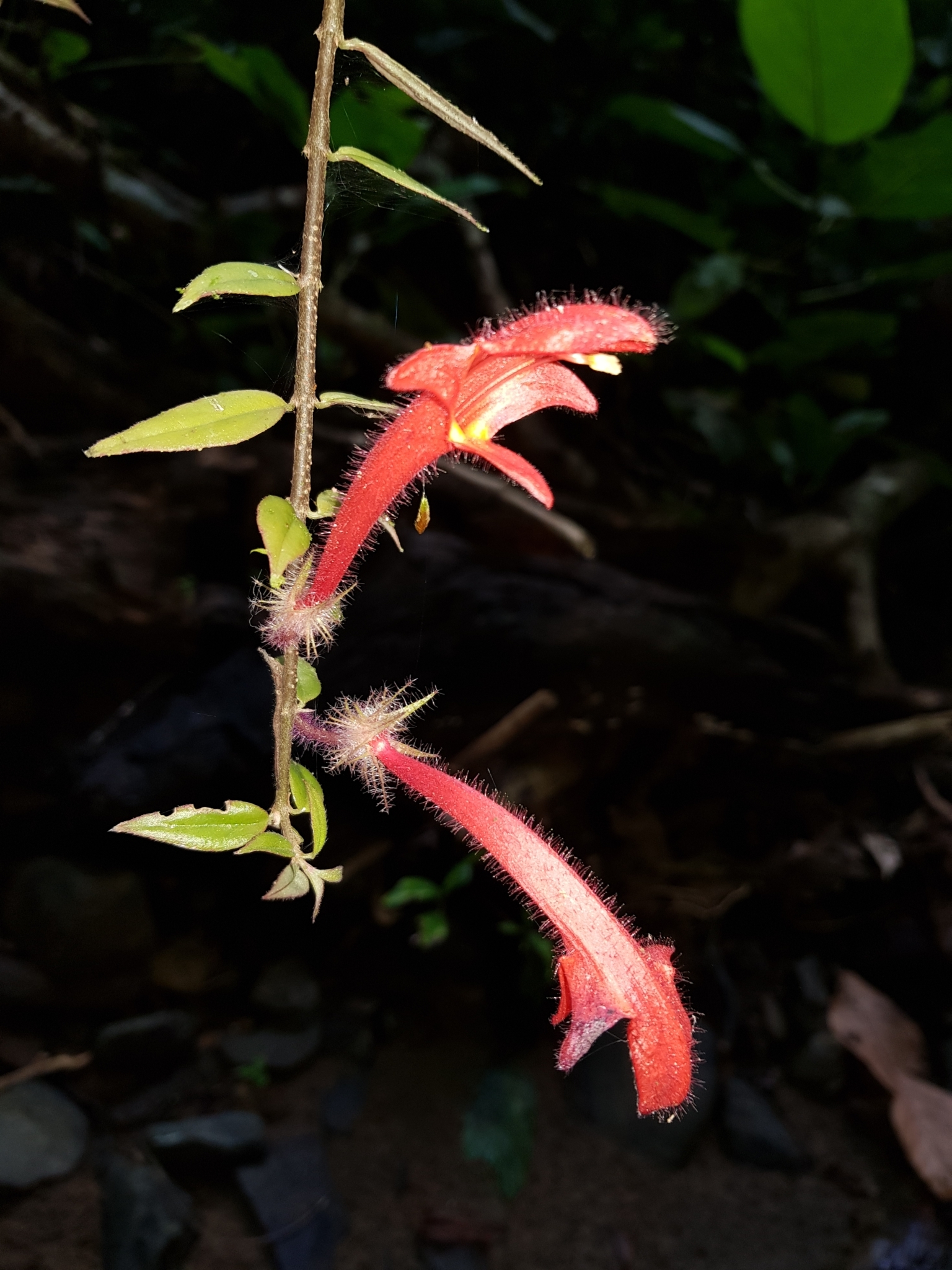 Columnea flaccida