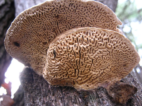 Fomitopsis quercina