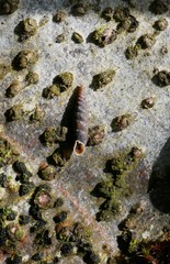 Macrogastra plicatula