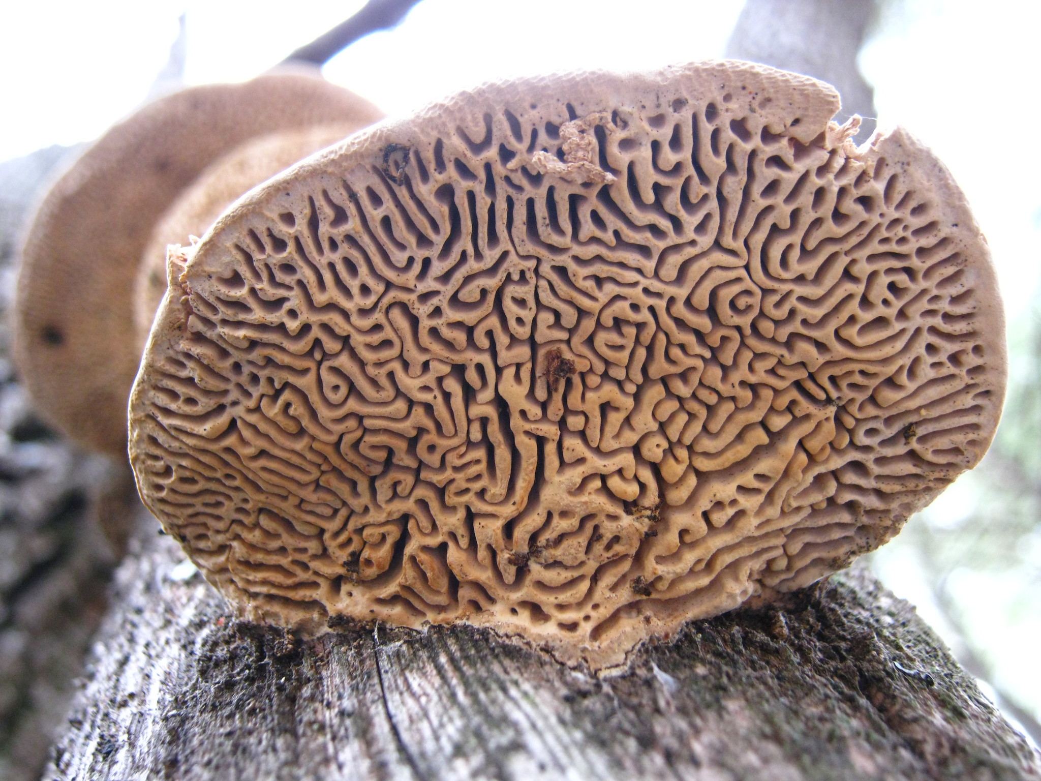 Daedalea quercina image