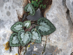 Cyclamen graecum