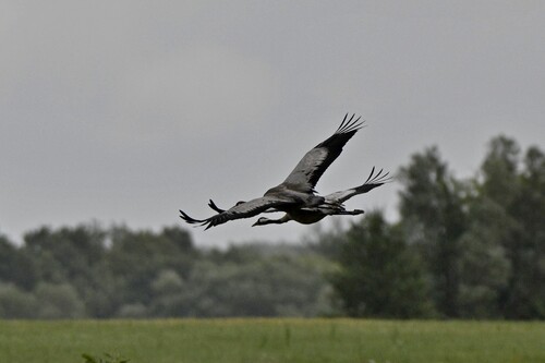 Common Crane