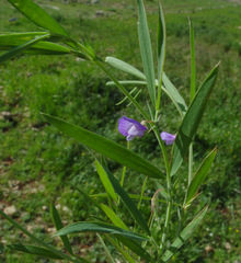 Lathyrus inconspicuus