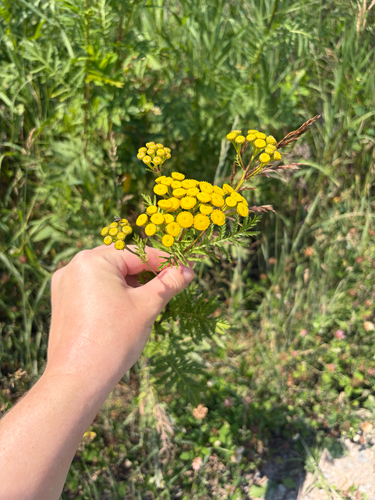 tansy
