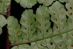 Cornopteris banajaoensis