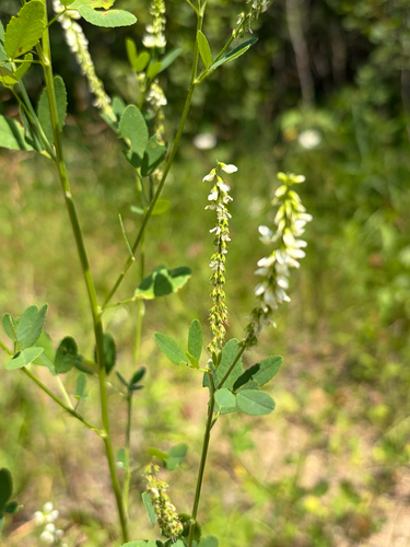 White Sweetclover