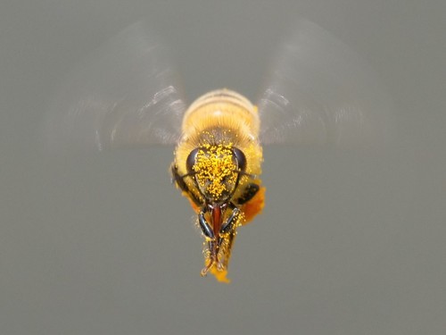 Naminė bitė nuotrauka