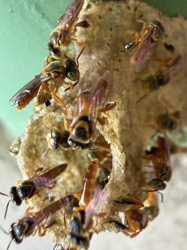 Fiebrig's Stingless Bee