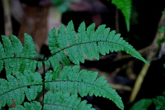 Cornopteris banajaoensis