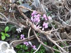 Cyclamen graecum