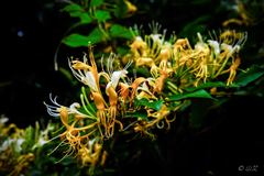 Lonicera hypoglauca