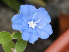 Evolvulus glomeratus