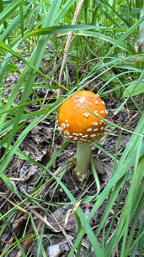 Fly Agaric