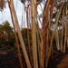 Eucalyptus distuberosa distuberosa - Photo (c) Dean Nicolle, some rights reserved (CC BY-NC), uploaded by Dean Nicolle