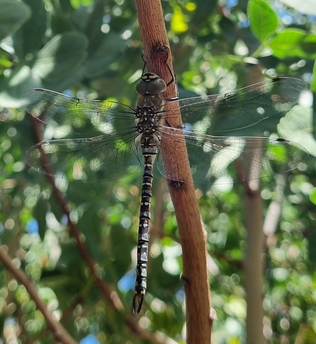 Migrant Hawker