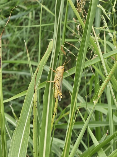 Differential Grasshopper