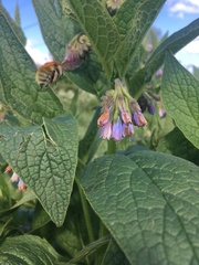 Symphytum officinale