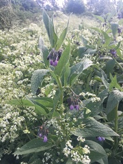 Symphytum officinale