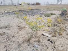 Haplophyllum tuberculatum