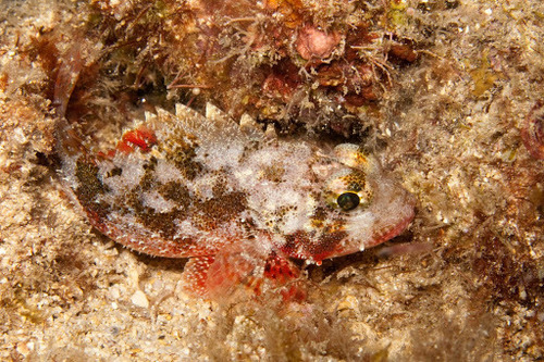 Dwarf scorpionfish