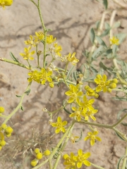 Haplophyllum tuberculatum