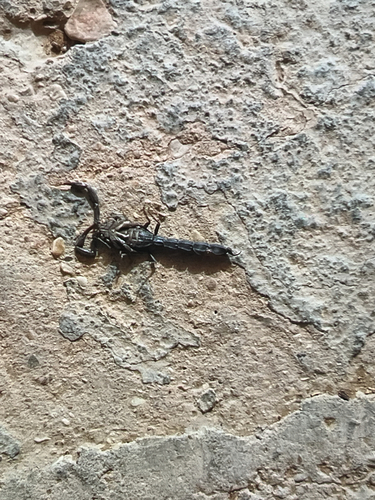 Androctonus mauritanicus