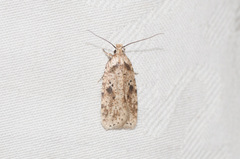 Agonopterix canadensis