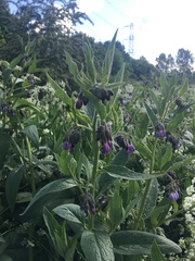 Symphytum officinale