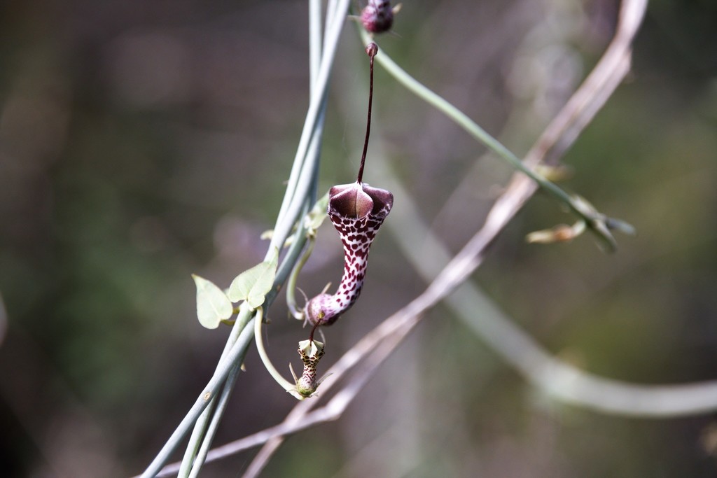 Ceropegia haygarthii, Shemula Gata, South Africa