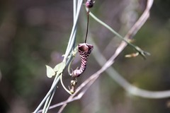 Ceropegia haygarthii