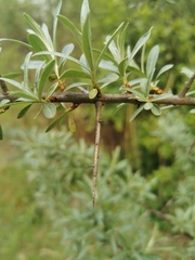 Hippophae