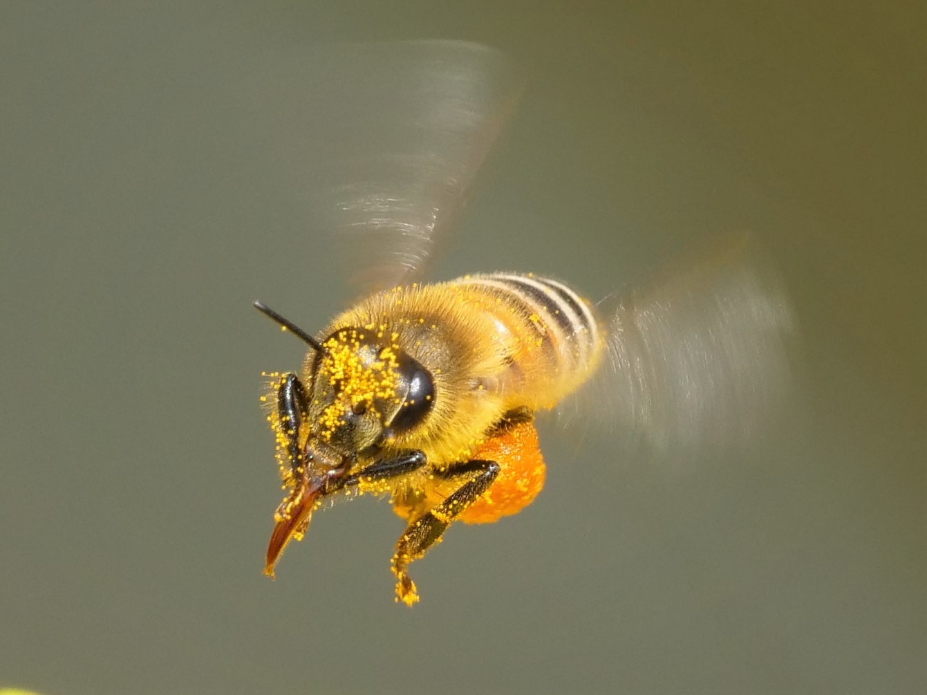 Western honey bee (Apis mellifera) - JungleDragon