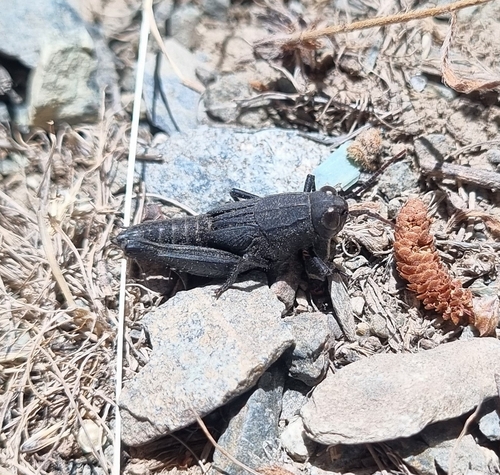 Syrian Grasshopper