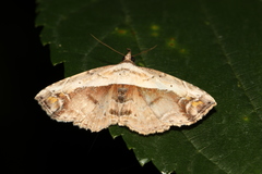 Eugnathia albicostalis