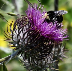 Cirsium occidentale
