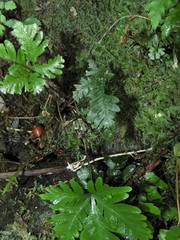 Pteris grevilleana
