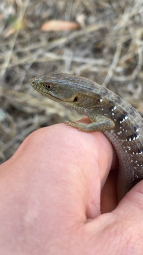 Southern Alligator Lizard seen in Sonoma Valley