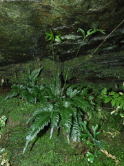 Pteris grevilleana