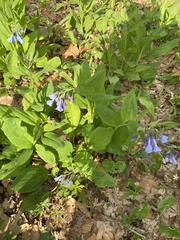 Mertensia virginica