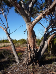 Eucalyptus longissima