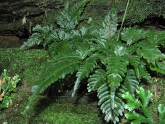 Pteris grevilleana