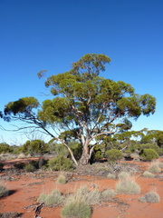 Eucalyptus longissima