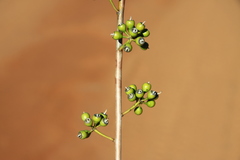 Eucalyptus longissima