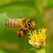 Honey Bees - Photo (c) 彭元岐, some rights reserved (CC BY-NC), uploaded by 彭元岐
