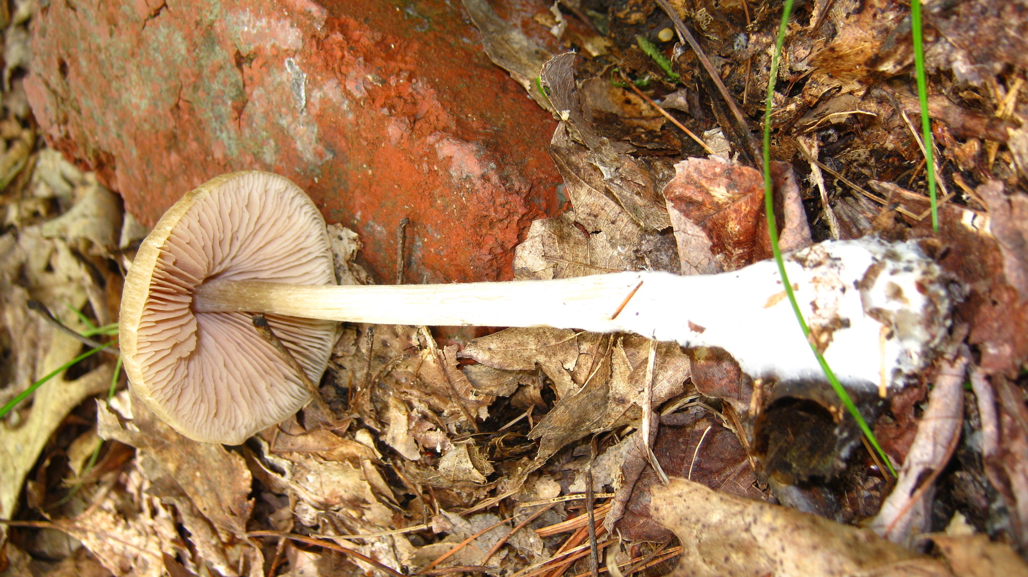 Entoloma vernum image